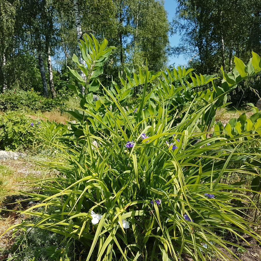 Vila Sanzila Bernatoniai Экстерьер фото